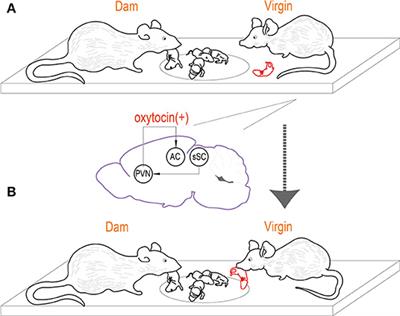 Oxytocin Neurons Are Essential in the <mark class="highlighted">Social Transmission</mark> of Maternal Behavior